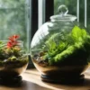 best open terrarium plants.