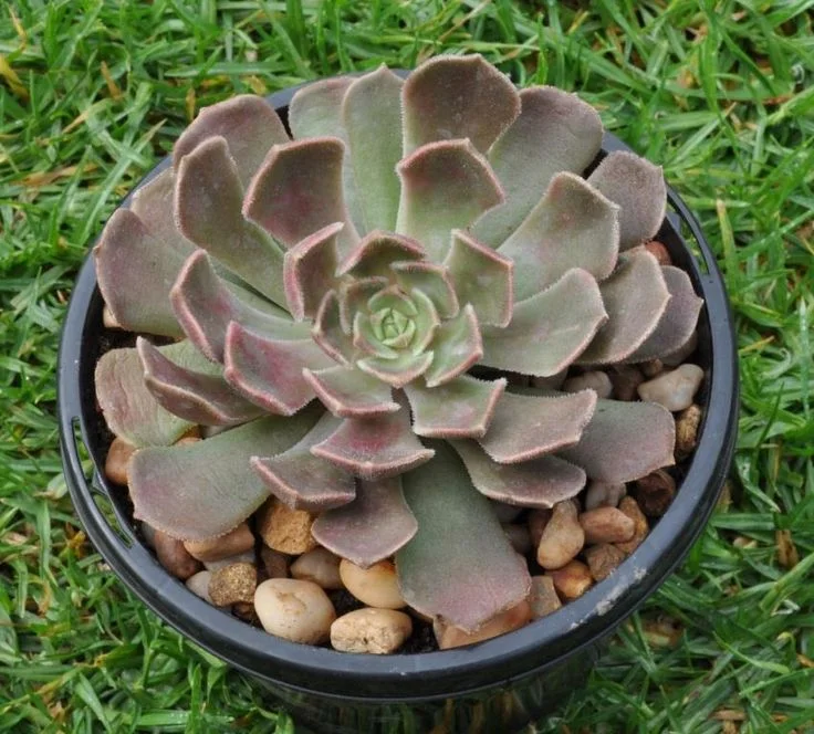A top-down view of a classic rosette-shaped Echeveria succulent with dusty purple and green leaves, planted in a black nursery pot with decorative top-dressing pebbles on a grass lawn.