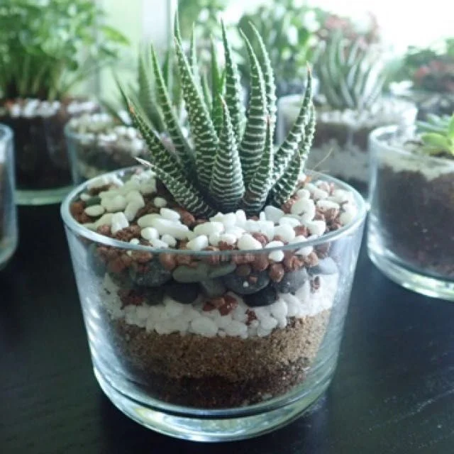 A close-up of a striped Haworthia zebra plant growing inside a small clear glass container, showcasing distinctly layered soil, sand, and decorative white and brown pebbles.
