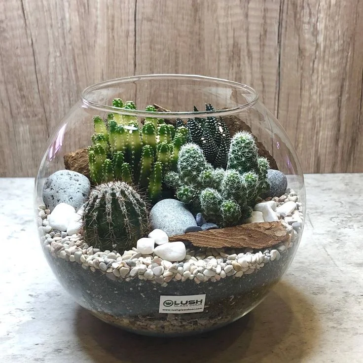 A round glass bowl terrarium arranged as a miniature desert garden, featuring clustering ladyfinger cactus, a small spiky barrel cactus, fairy castle cactus, and dark zebra haworthia among decorative river rocks and white pebbles.