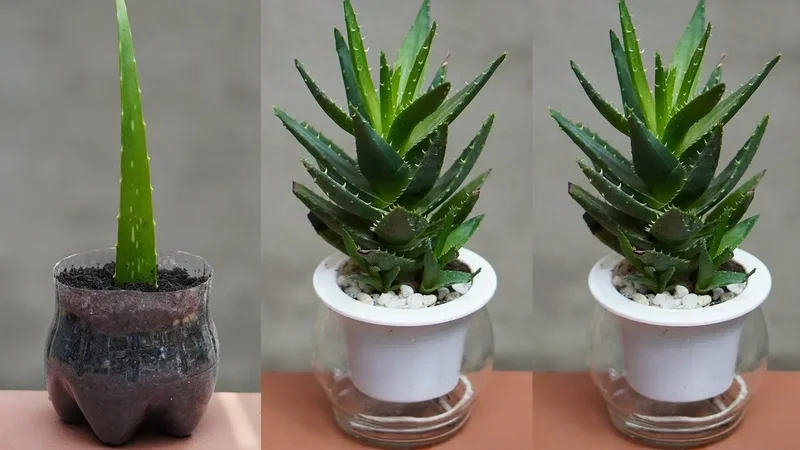 A three-panel guide showing an aloe vera leaf cutting planted in a recycled plastic bottle pot on the left, next to two identical panels of a fully grown, healthy aloe plant thriving in a white self-watering wick planter with white pebble top-dressing.