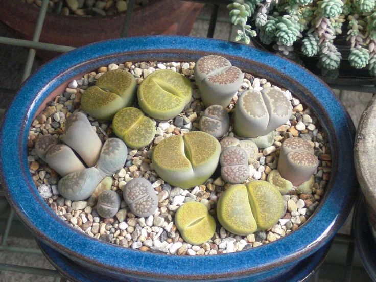 A top-down view of various Lithops living stones succulents in shades of green, grey, and pinkish-brown, planted together in a round blue ceramic bowl filled with small drainage pebbles.