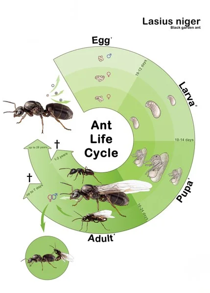 lasius niger queen ant colony.