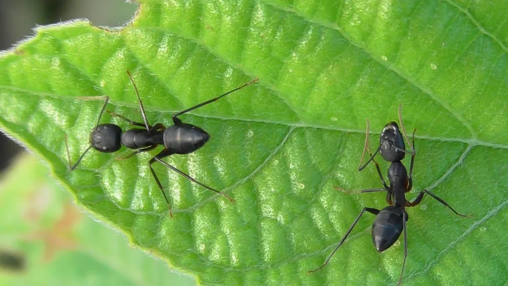 Two black carpenter ants crawling on a vibrant green leaf.