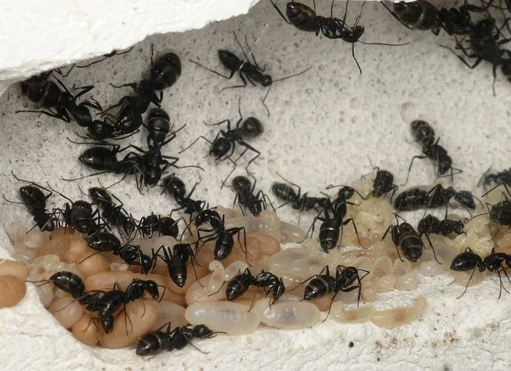 A colony of black ants clustered inside a white nest chamber, surrounding and caring for a large pile of translucent white larvae and brown pupae.