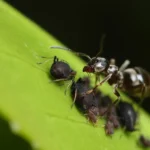black garden ant life cycle