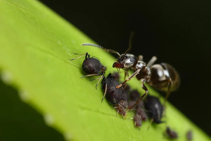 black garden ant life cycle