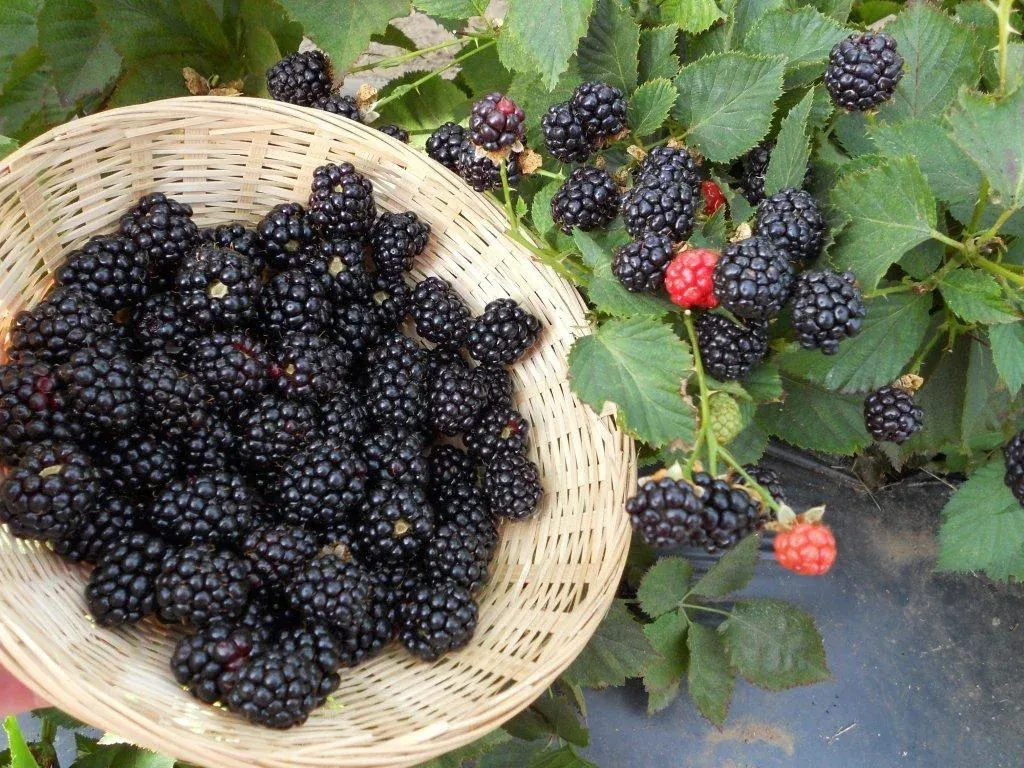 A light-colored woven wicker basket filled to the brim with freshly picked, plump black blackberries. The basket is resting on the left side of the frame next to a green blackberry bush, where more clusters of ripe black berries and a few unripe red ones are still growing on the stems amidst green leaves.