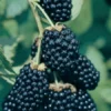 blackberries fertilizer