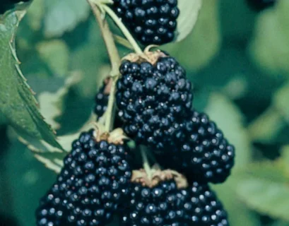 blackberries fertilizer