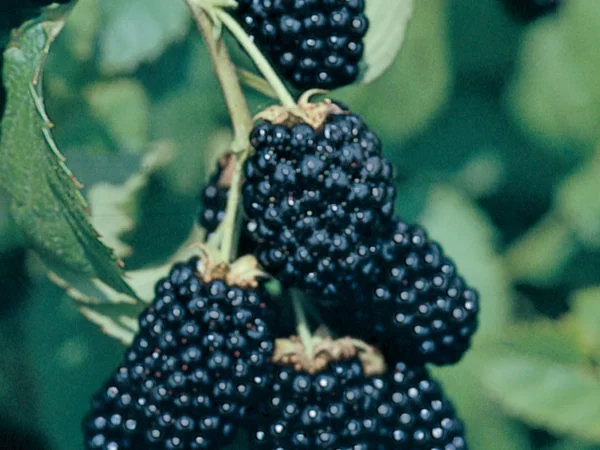 Blackberries Fertilizer: Complete Guide for Healthy Plants and Bigger Harvests