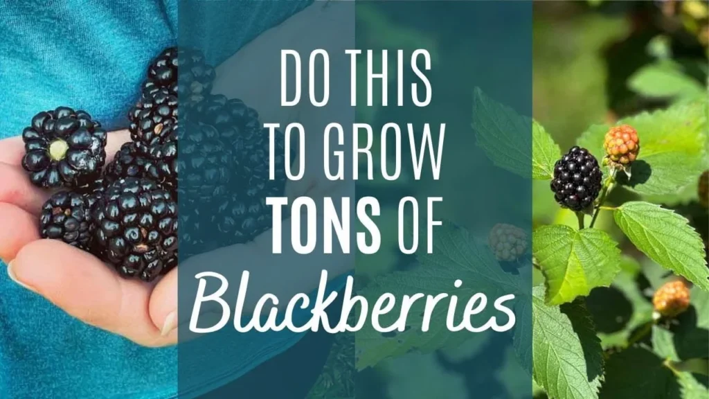 
“Blackberries fertilizer tips for growing tons of blackberries, showing ripe berries in hand and blackberry plant with healthy fruit growth”