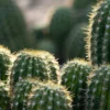do cactus prodduce oxygen