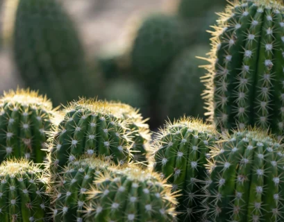 do cactus prodduce oxygen