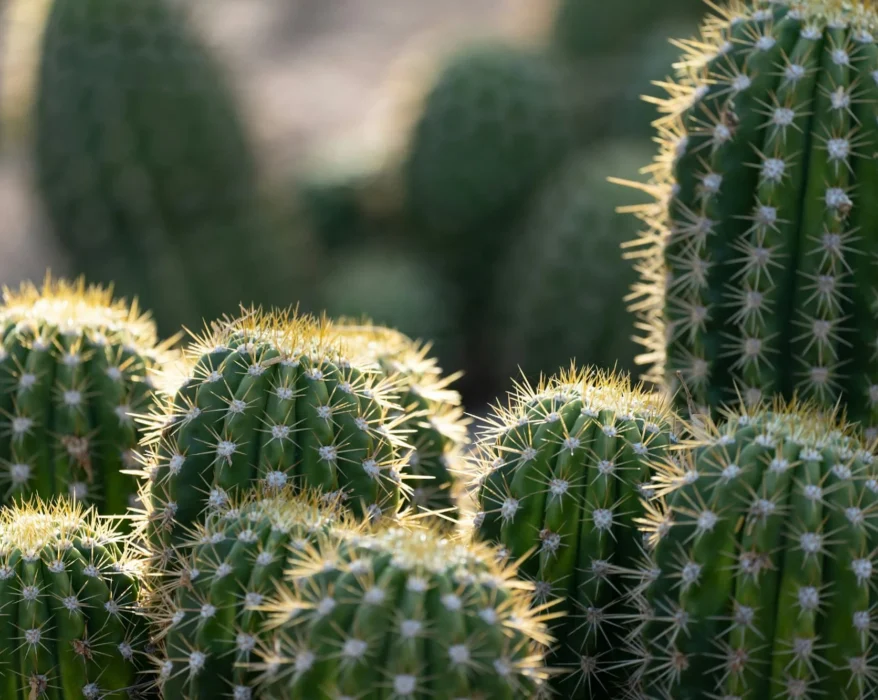 do cactus prodduce oxygen