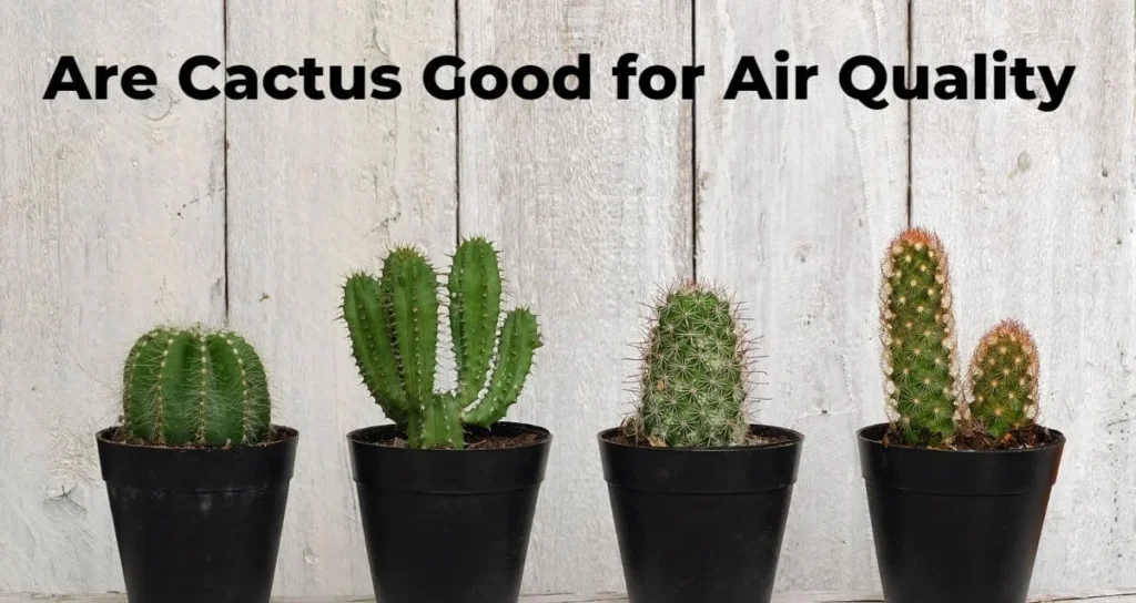 Four different small potted cactus varieties in black pots, aligned horizontally in front of a weathered white wood plank background. Above them, bold black text reads "Are Cactus Good for Air Quality".