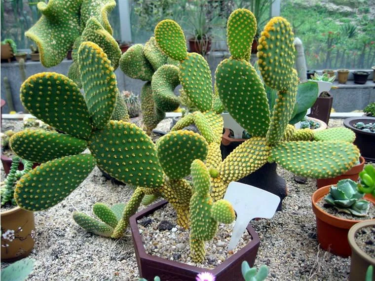 A close-up of a bunny ear cactus growing in a brown hexagonal pot filled with gravelly soil. The cactus features bright green, flat pads densely covered in small, fuzzy yellow glochids instead of long spines. Other small potted succulents and cacti are visible in the background inside a greenhouse setting.
