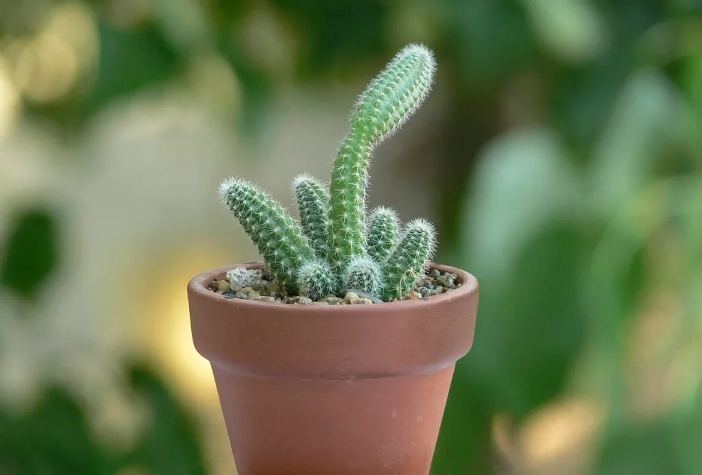 do cactus produce oxygen 