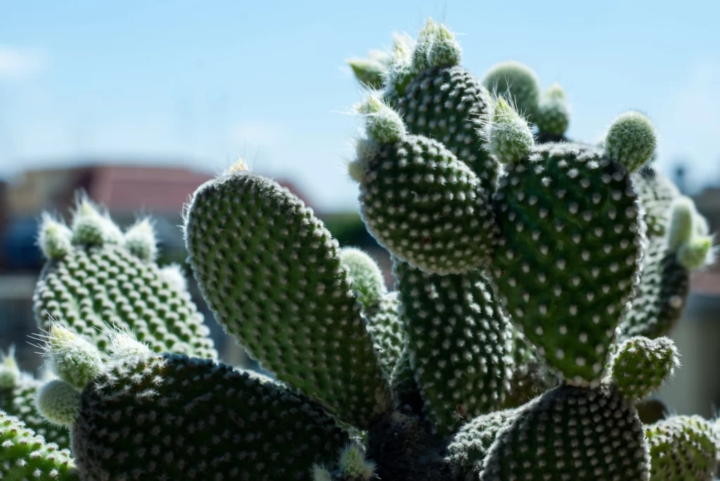 A close-up shot of several green bunny ear cactus pads covered in fine white glochids, with small new buds forming along the edges under bright, direct sunlight.