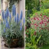 drought tolerant window box plants.