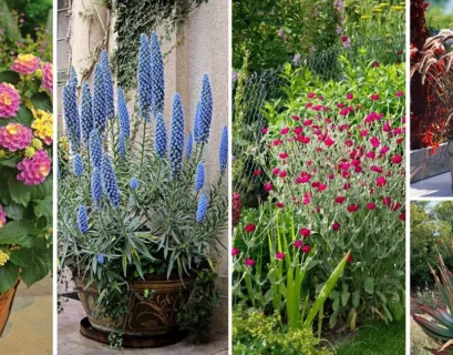 drought tolerant window box plants.