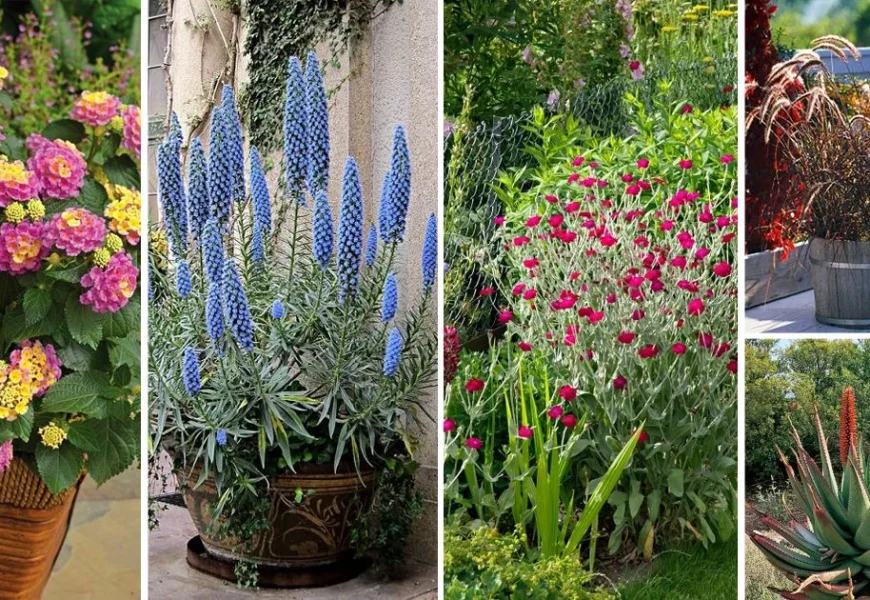 drought tolerant window box plants.