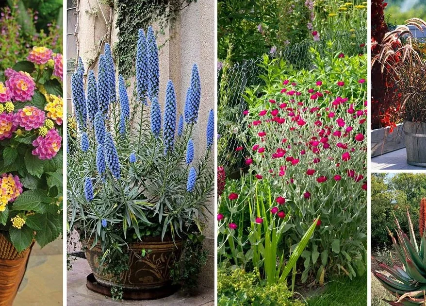 drought tolerant window box plants.