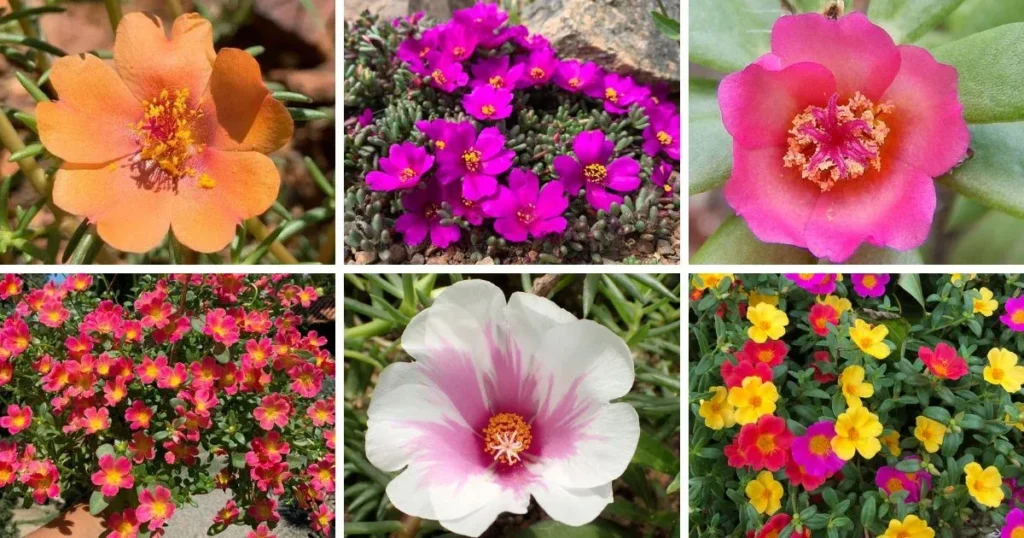 A six-panel photo collage showcasing vibrant Portulaca grandiflora blossoms, also known as moss rose, in various colors including bright orange, deep magenta, soft pink, white with pink stripes, and mixed yellow and red groundcover.