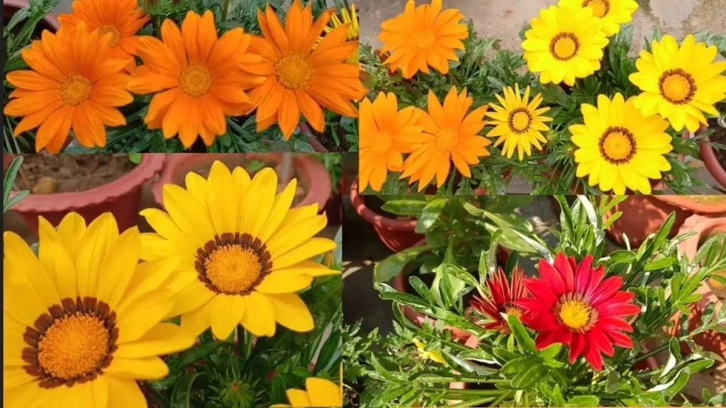 A four-panel flower collage showing vibrant Gazania treasure flowers, featuring bright orange blooms, cheery yellow African daisies, and striking bi-color red and yellow blossoms with dark center rings.
