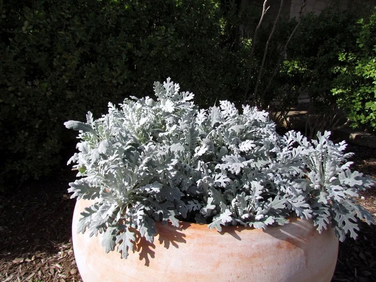 A large, bushy Dusty Miller plant with velvety silvery-white leaves growing in a round terracotta planter pot outdoors in a garden setting.
