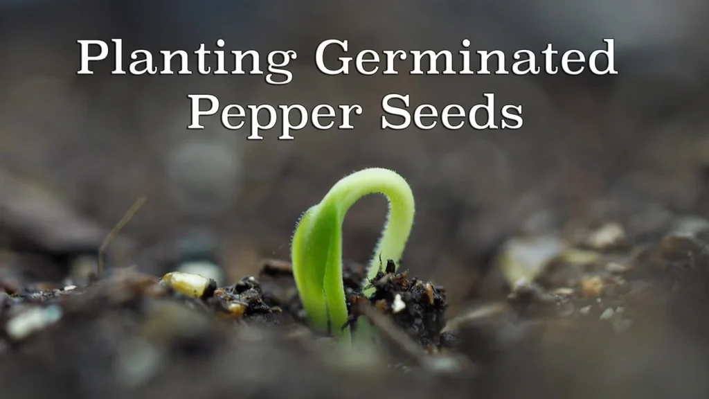A small green pepper seed sprout emerging from rich dark soil, featuring the overlay text "Planting Germinated Pepper Seeds.