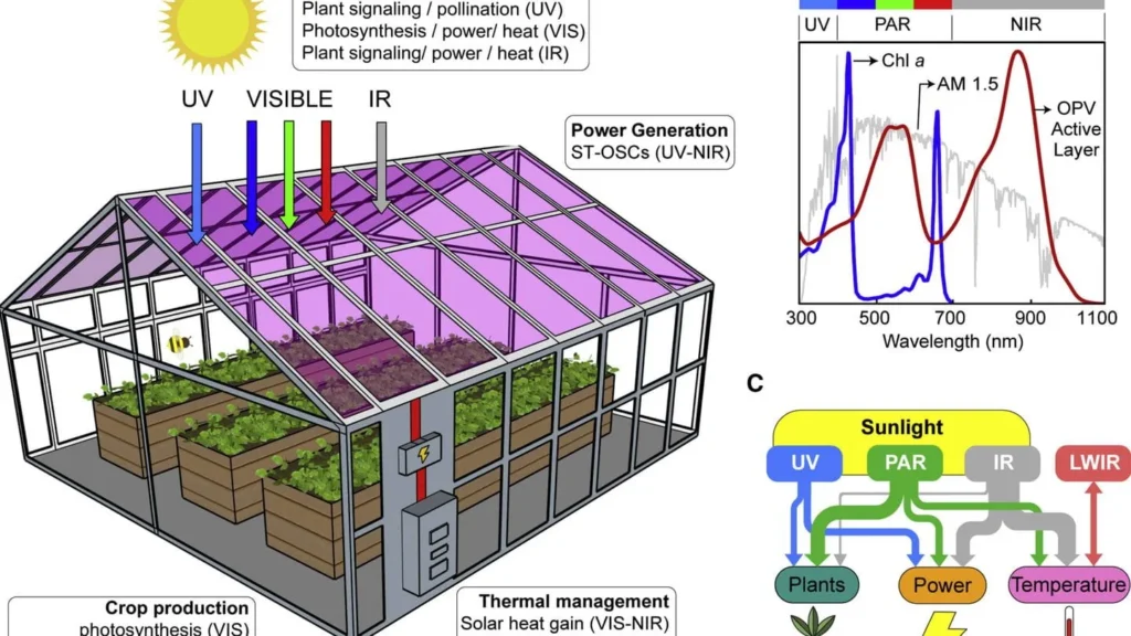 Diagram of solar wavelength distribution (UV, PAR, IR) in an agrivoltaic greenhouse utilizing semi-transparent organic solar cells.