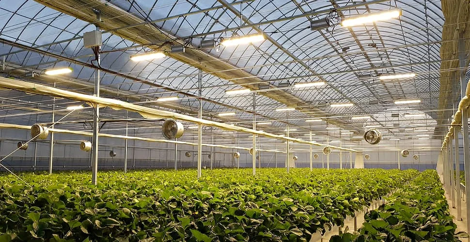 Commercial greenhouse climate control system showing LED grow lights and ventilation fans above leafy green indoor crops.