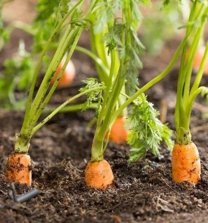 heat tolerant carrots growing in summer garden.