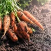 heat tolerant carrots