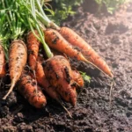heat tolerant carrots