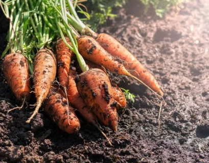 heat tolerant carrots