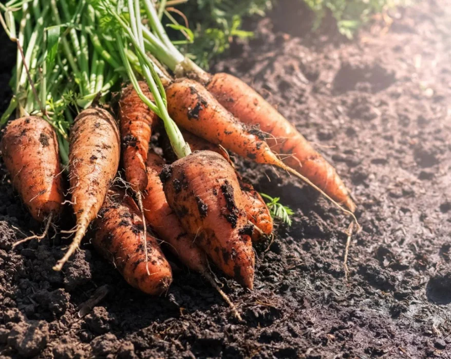 heat tolerant carrots
