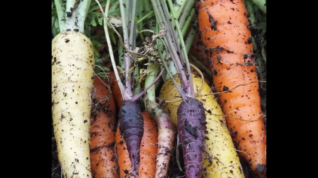 Organic rainbow heirloom carrots fresh from the root vegetable garden crop placement, highlighting diverse white, yellow, purple, and orange varieties for a home gardening blog.