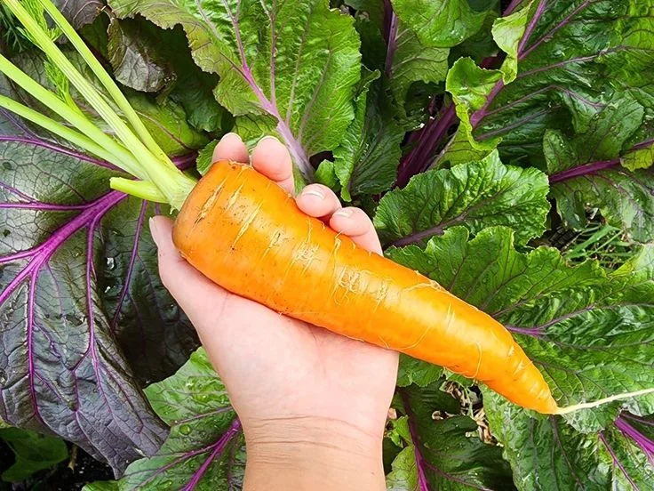 Kuroda heat tolerant carrot variety.