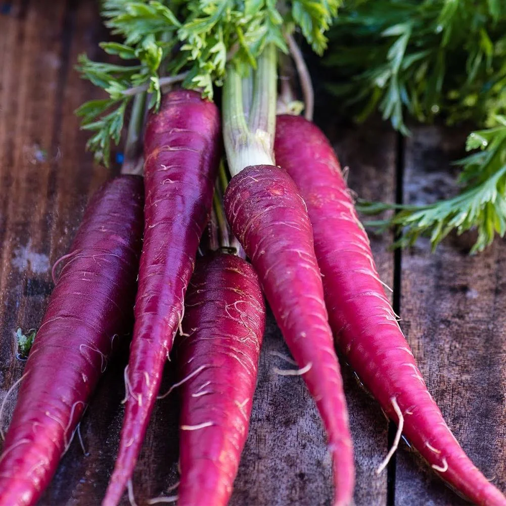 Fresh organic purple carrots harvested from the garden and displayed on a wooden table, highlighting heirloom root vegetable varieties and home gardening crops.