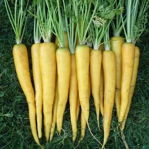Organic yellow heirloom carrots fresh from the garden crop layout on a green lawn background, perfect for a gardening blog post about unique root vegetable varieties.