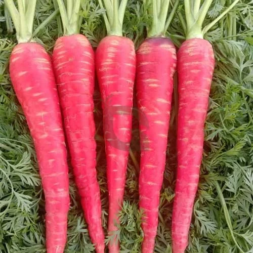 Organic red heirloom carrots fresh from the garden crop layout on green leafy foliage, ideal for a vegetable gardening blog post.