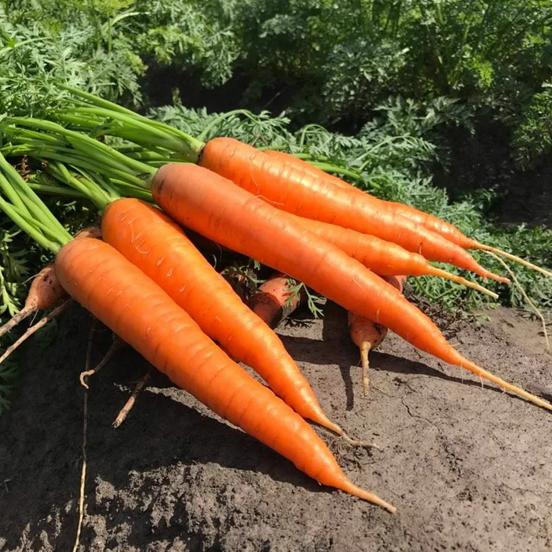 Organic orange carrots fresh from the root vegetable garden crop placement on an earth background, perfect for a backyard farming blog.