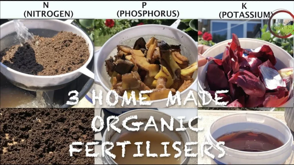 organic homemade fertilizer for blackberries