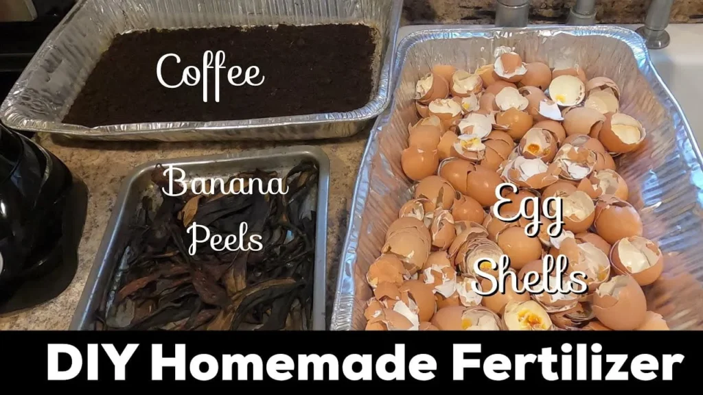 homemade fertilizer for blackberries kitchen scraps

