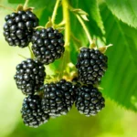 homemade fertilizer for blackberries