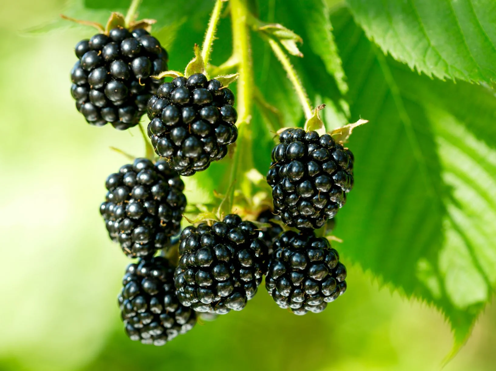 homemade fertilizer for blackberries