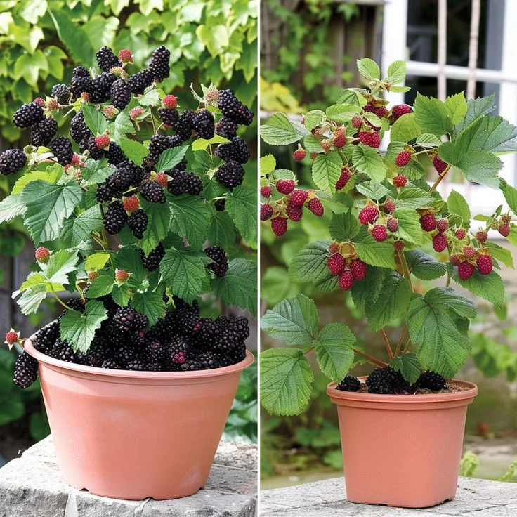 homemade fertilizer for blackberries soil