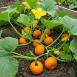 how deep are pumpkin roots.
